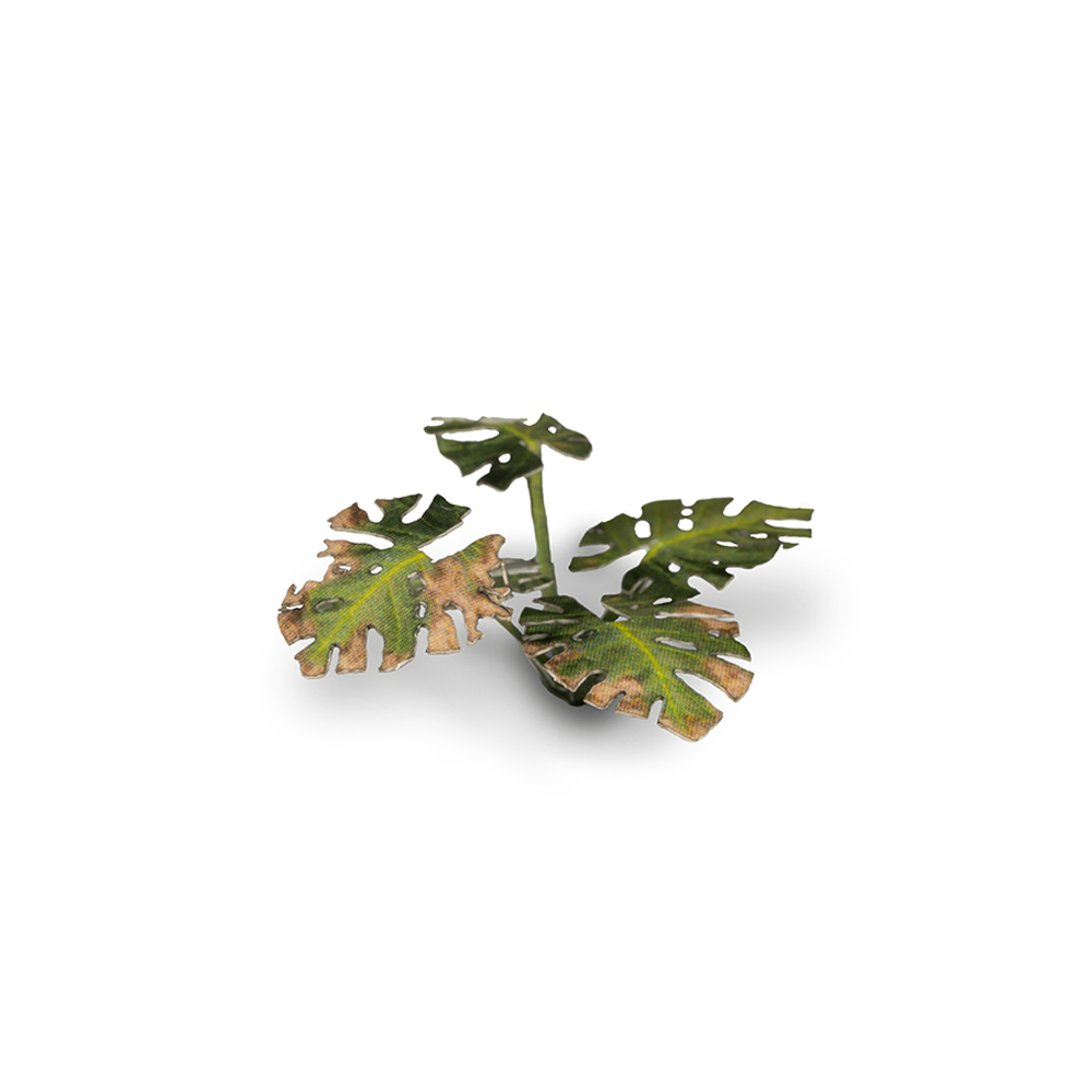 Laser Plants: Monstera