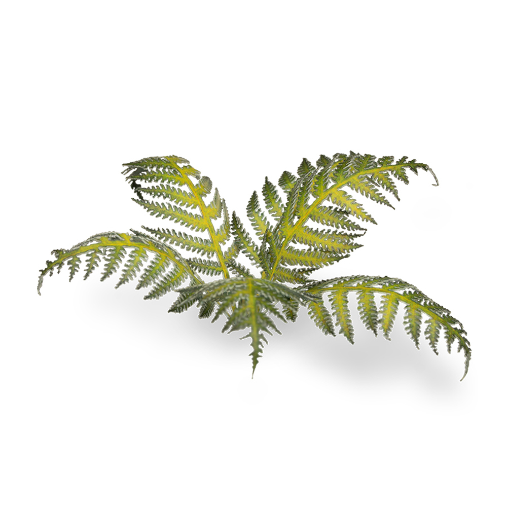 Laser Plants: Bracken